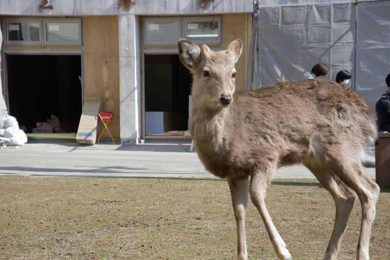 Mountain Home Lodge In Deer Park Nara Exterior photo